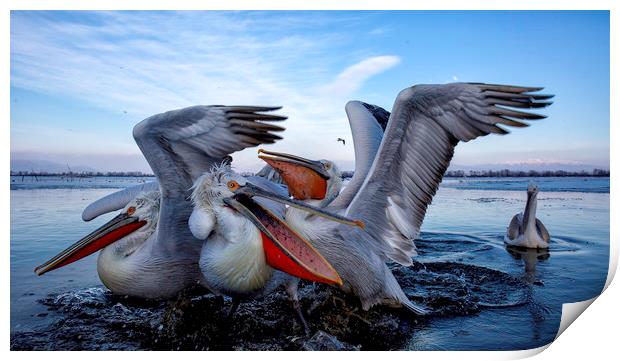 Squabbling Dalmatian Pelicans Print by Val Saxby LRPS