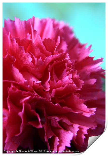 Bright Pink Double Carnation Print by Elizabeth Wilson-Stephen