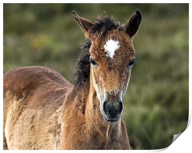 New Forest Foal Print by Jennie Franklin
