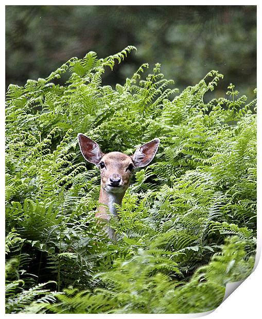 Deer in the Bracken! Print by Jennie Franklin