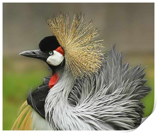 Great Crested Crane Print by Jennie Franklin