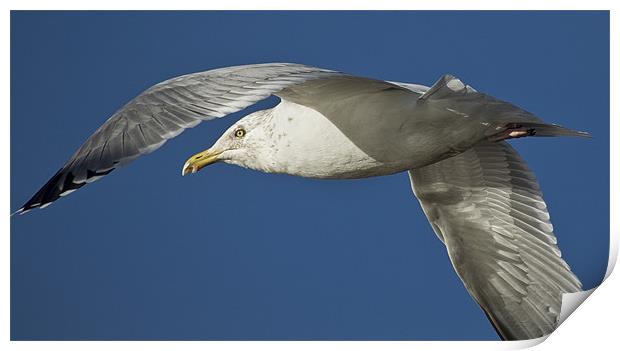 Up close and personal with a Gull Print by Jennie Franklin
