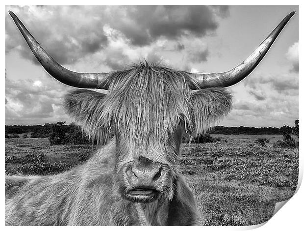 Highland Cow Mono Print by Jennie Franklin