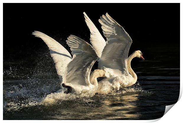 Fighting Cob Swans Print by Jennie Franklin