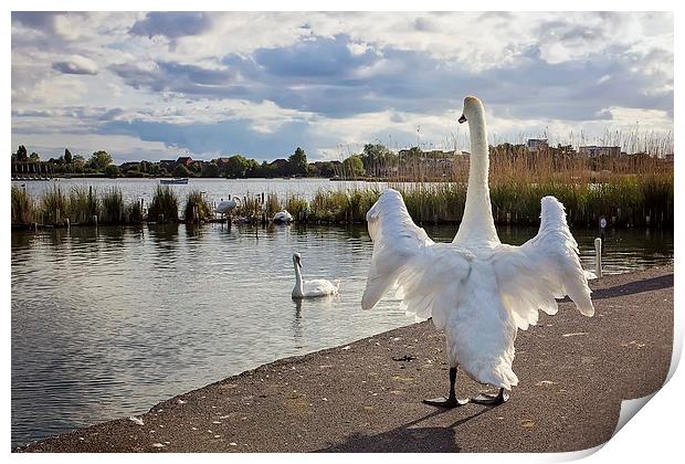 Standing Swan at Poole Park  Print by Jennie Franklin