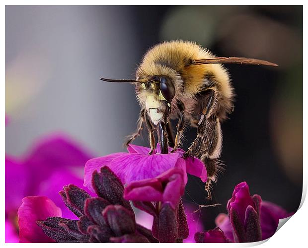  Beautiful Honey Bee Print by Jennie Franklin