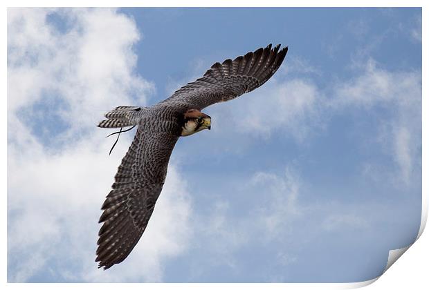  Lanner Falcon in flight Print by Jennie Franklin