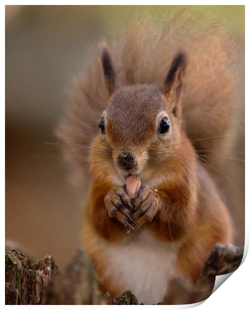 Red Squirrel Portrait Print by Jennie Franklin