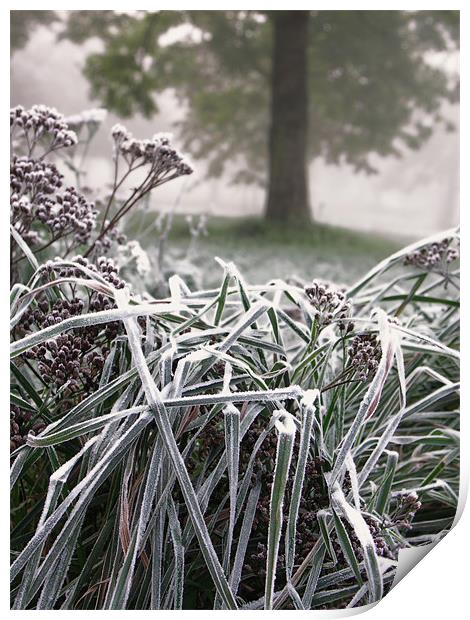 Frosted Grass Print by Brian Sharland