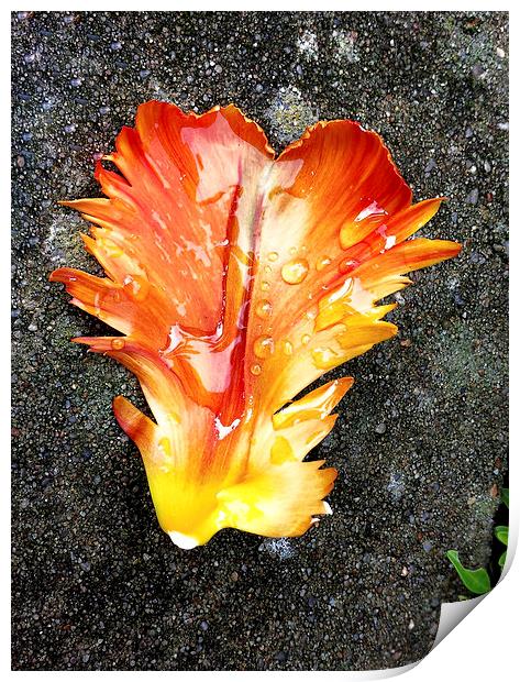Tulip Petal After Rain Fall Print by Brian Sharland