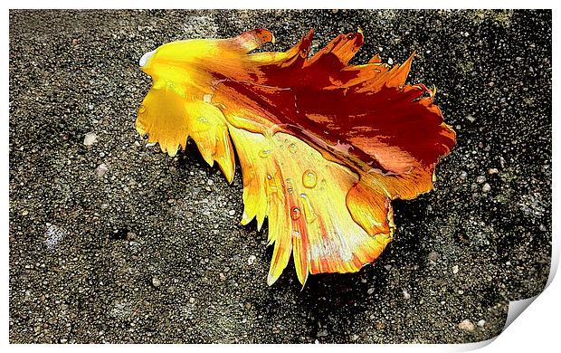 Tulip Petal After Rain Shower Print by Brian Sharland