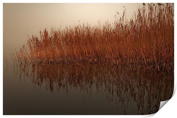 Reed Reflection Print by Canvas Landscape Peter O'Connor