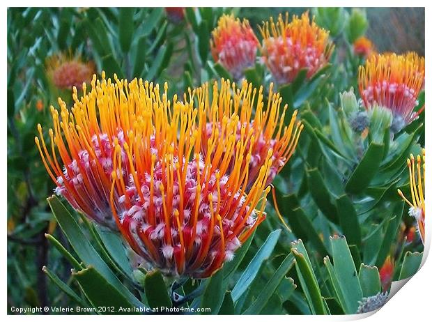 Protea Print by Valerie Brown