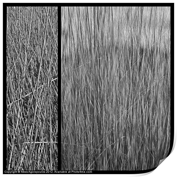 Reeds abstract 4 Print by Alfani Photography