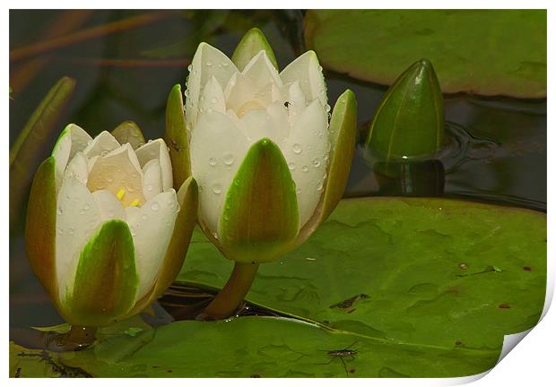 WET WATER LILLY 2 Print by Matthew Burniston