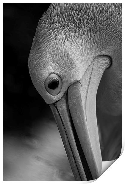 Its a pelicans life Print by Matthew Burniston