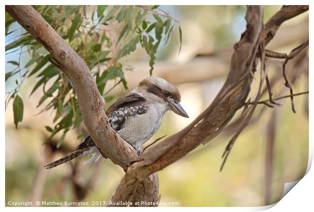 Kookaburra Sits In The Old Gumtree Print by Matthew Burniston