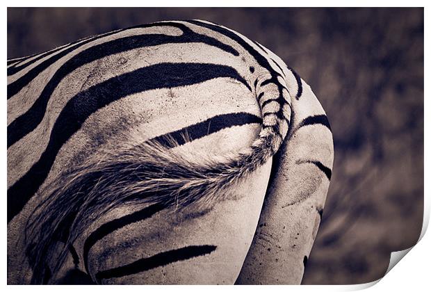Zebra bum Print by daniel sprackman