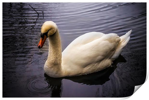 Swan on the River Wye Print by Alan Matkin