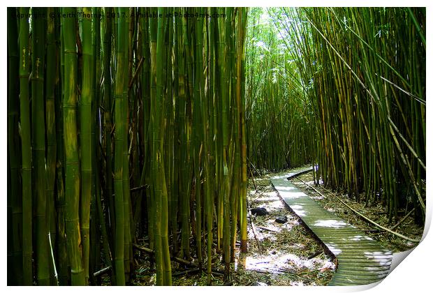 Bamboo Trail Print by Keith Thorne