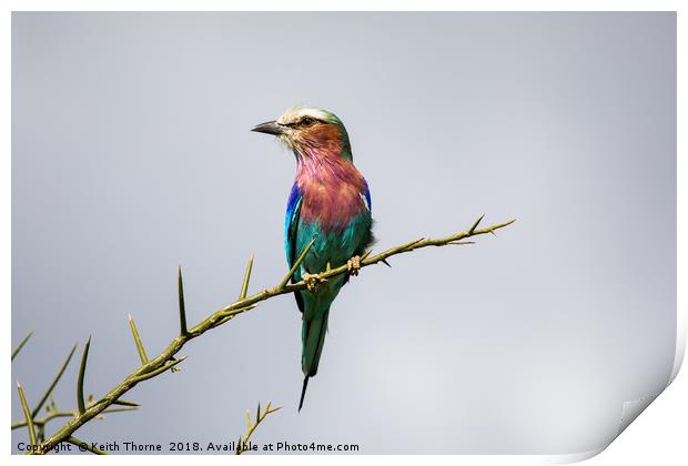 Lilac-Breasted Roller Print by Keith Thorne