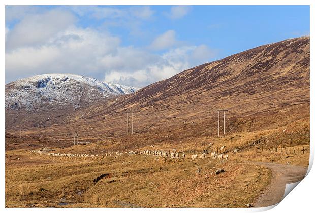 March of the Sheep Print by Gary Finnigan