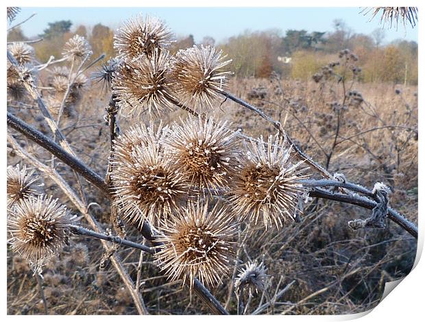 Frost on thistles Print by simon brown