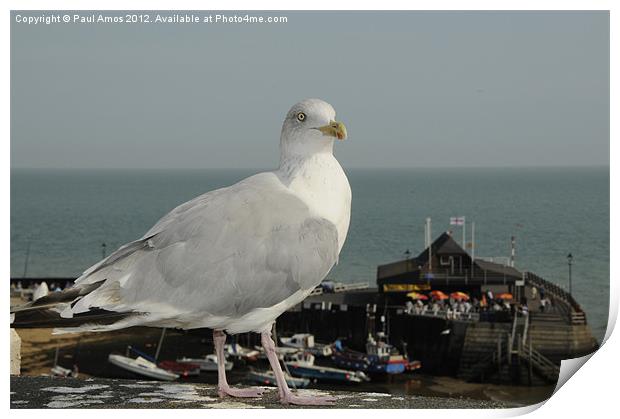 Seagull Broadstairs Print by Paul Amos