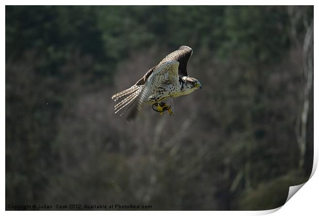 Falcon In Flight Print by Julian  Cook