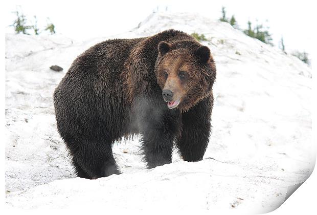 NA grizzly bear in snow Print by Wally Stubbs