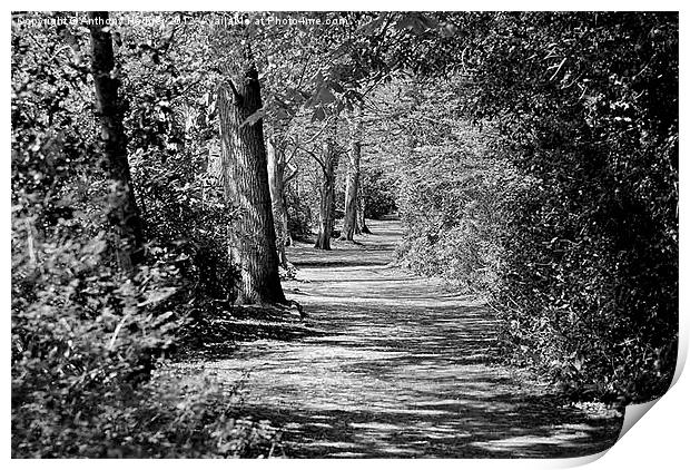And the path runs through it Print by Anthony Hedger