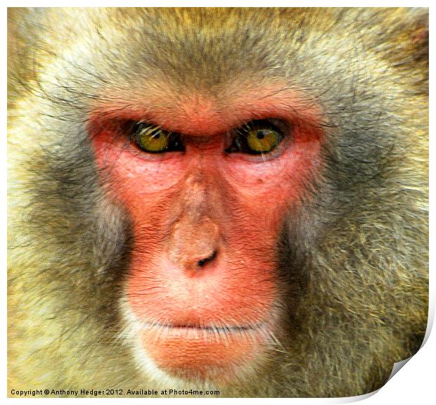 Snow Monkey - Up close and personal Print by Anthony Hedger