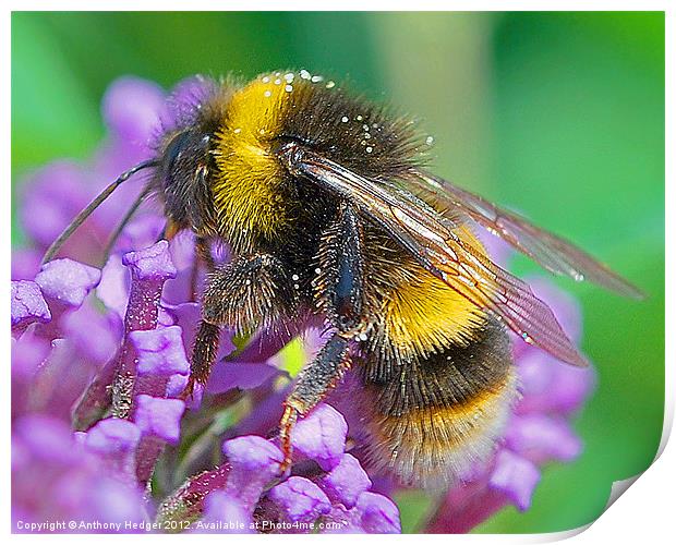 Mr. Bumble Print by Anthony Hedger