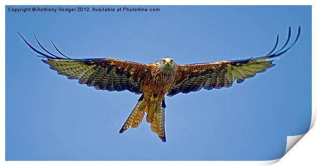 The Red Kite Print by Anthony Hedger