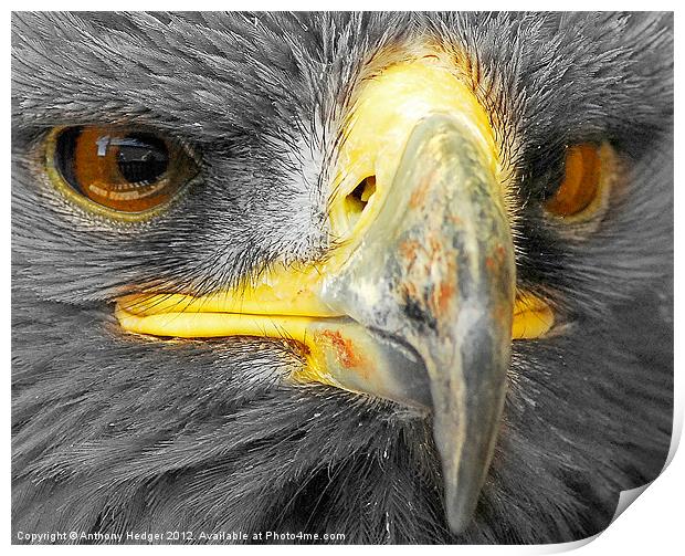Bird of Prey - Up close and personal, AGAIN Print by Anthony Hedger