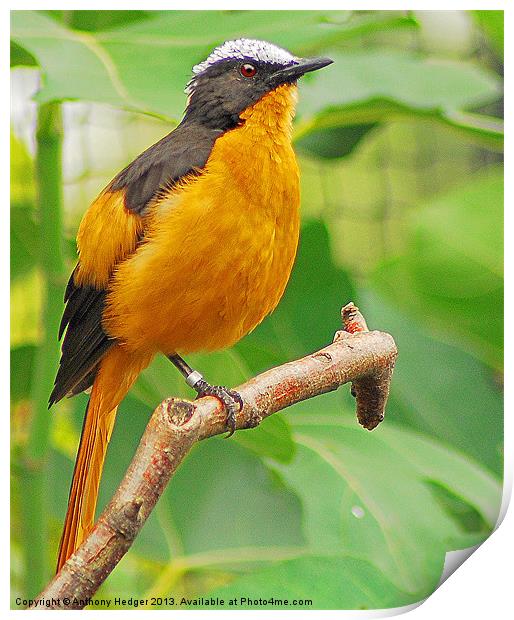 The Orange Beauty - White Crowned Robin Print by Anthony Hedger