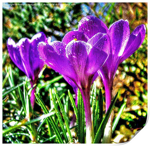 Garden Crocus HDR Print by Anthony Hedger