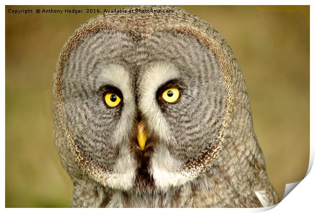 THe Great Grey Owl Print by Anthony Hedger
