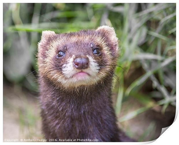 Posing Polecat Print by Anthony Hedger