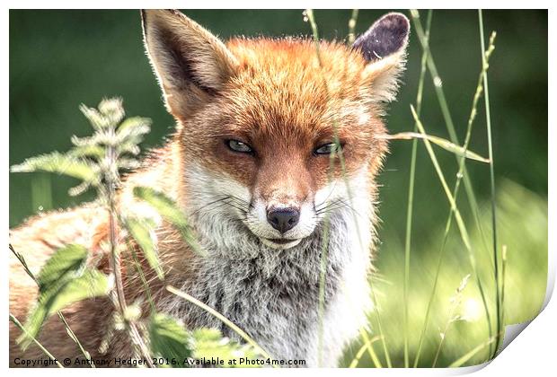 Young Vixen Fox Print by Anthony Hedger