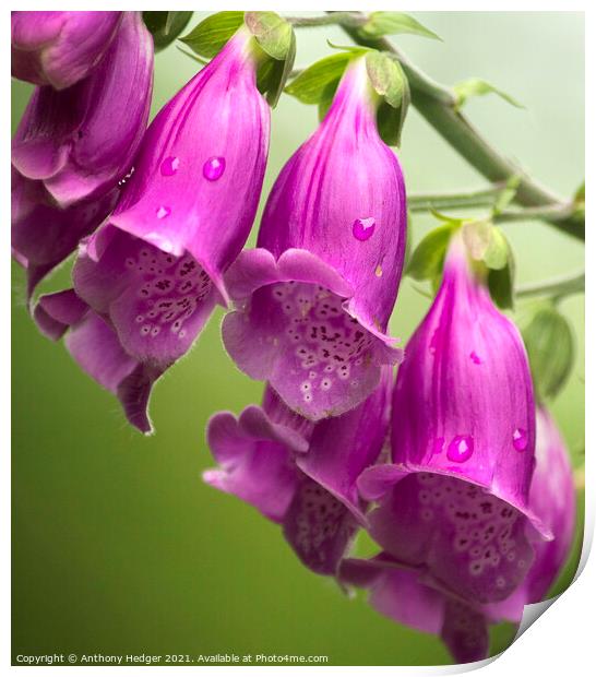 FOXGLOVES Print by Anthony Hedger