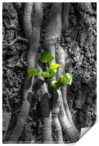 Ivy on a tree Print by Anthony Hedger