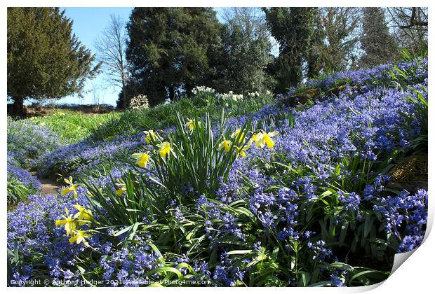 Spring Flowers Print by Anthony Hedger