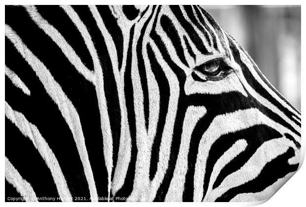Zebra face Print by Anthony Hedger