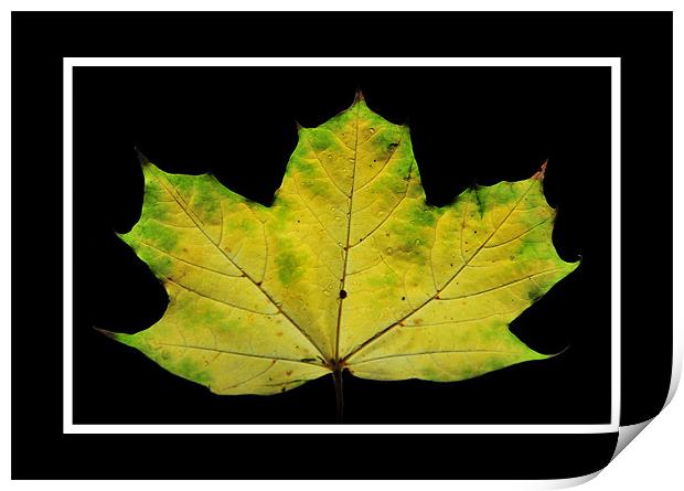 The Leaf Print by Simon Deacon