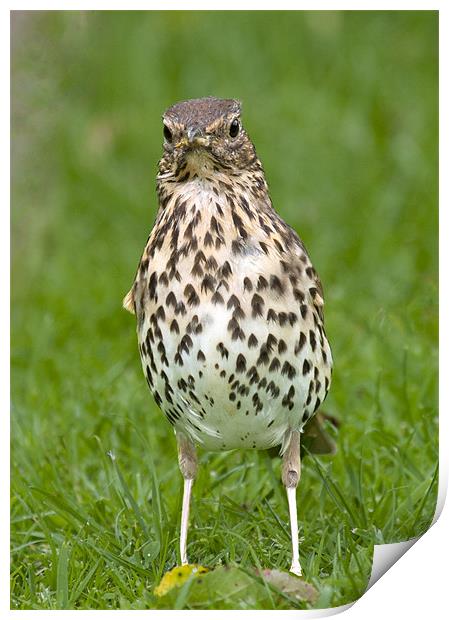 Thrush with slippers Print by Andy Allen