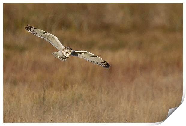 short eared owl hunting Print by Andy Allen