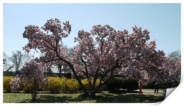 Magnolia Blossom Print by Rong  Kruckner