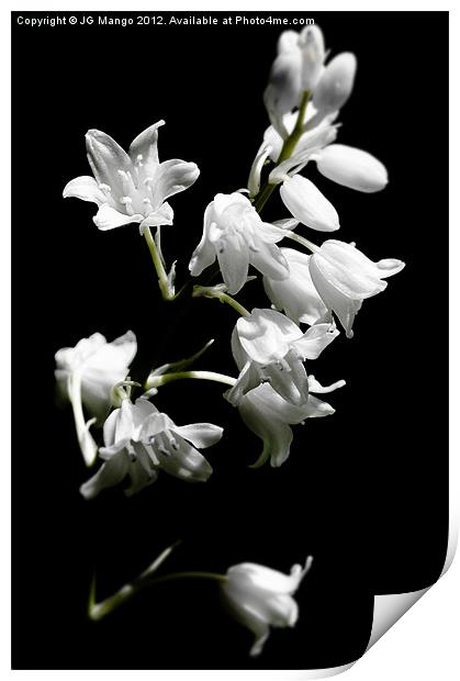 White Bluebells Print by JG Mango