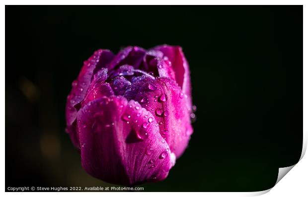 Morning dew on the Tulip flower Print by Steve Hughes